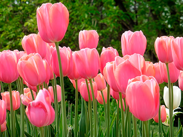 Nature_106_pink tulips_LO.jpg